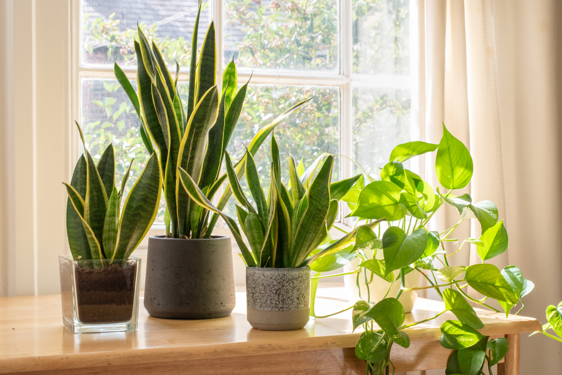 New Custom Windows Help with Your Plant’s Growth