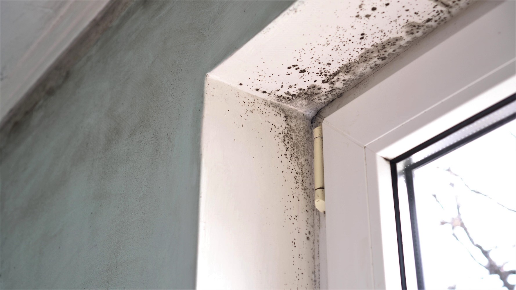 What to Do if You Notice Mold Around Your Windows