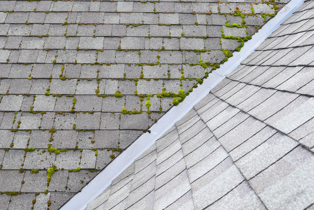 moss growing on roof