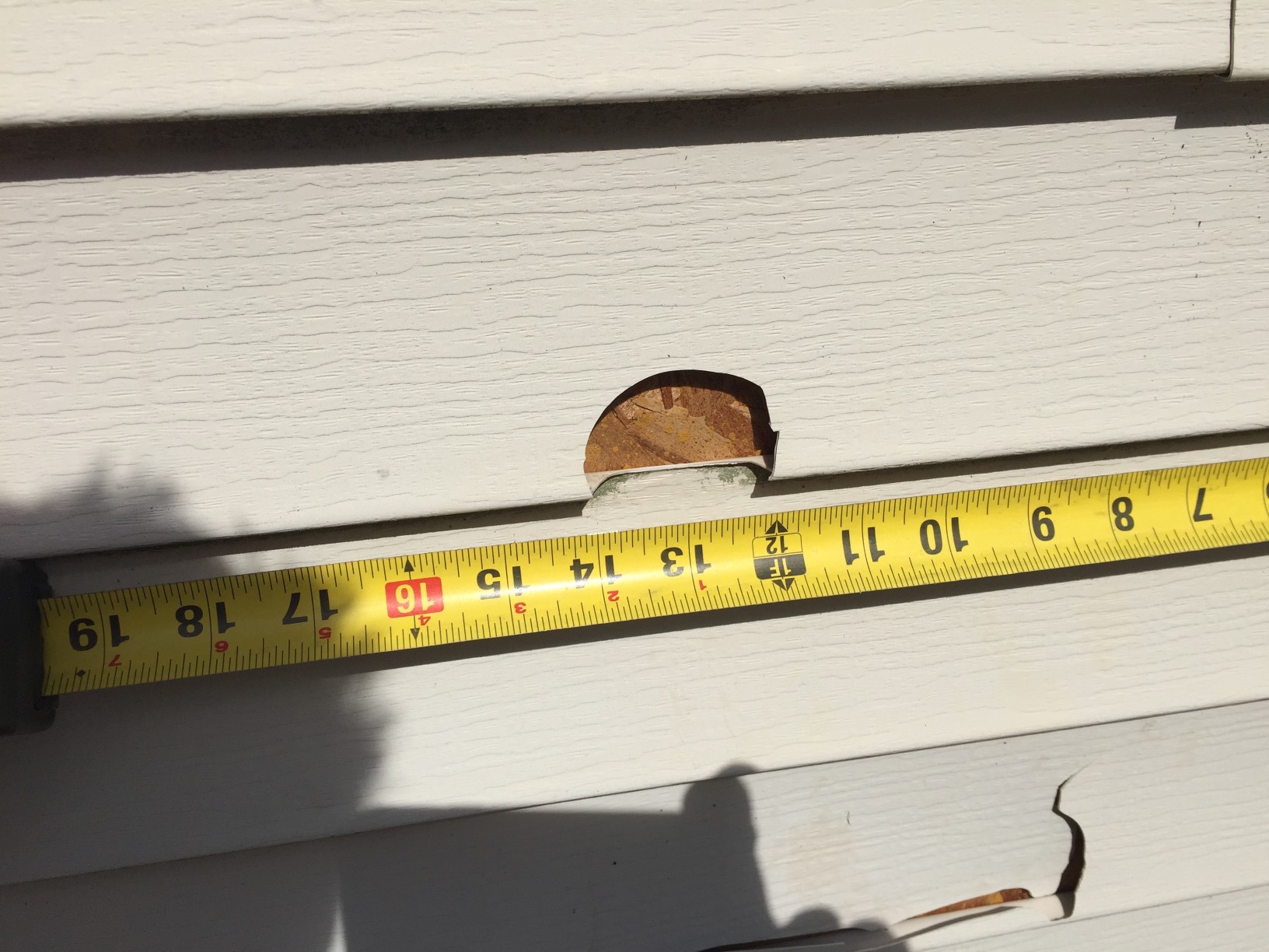 Are Rodents Chewing Holes in Your Siding?